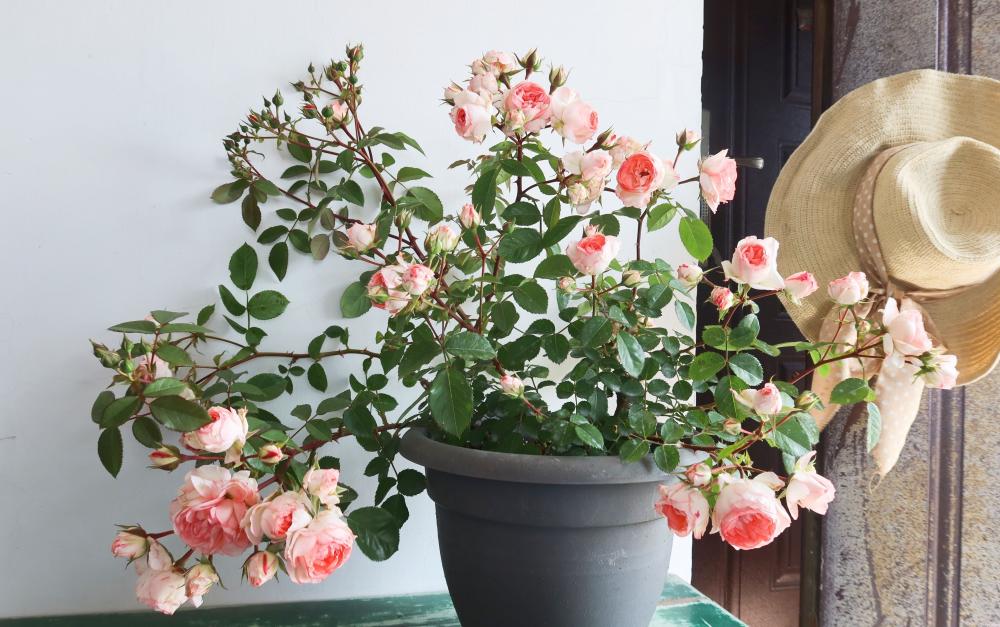 可爱多多少钱（解析可爱多基本信息）(4)