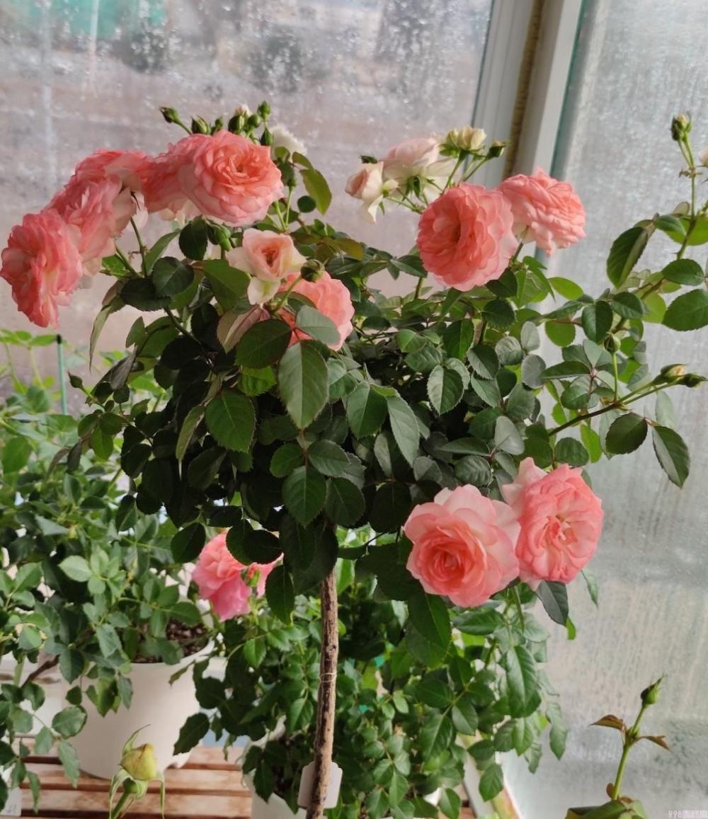 可爱多多少钱（解析可爱多基本信息）(8)